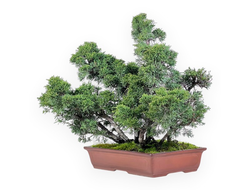 Bonsaï de genévrier de 47 cm | Pot rectangulaire en grès