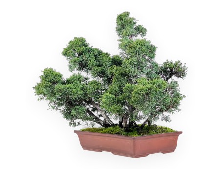 Wacholder Bonsai 47 cm | Rechteckiger Steingut Topf
