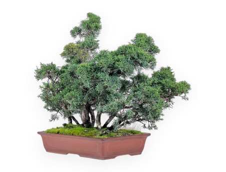 Juniper bonsai 47 cm | Rectangular stoneware pot