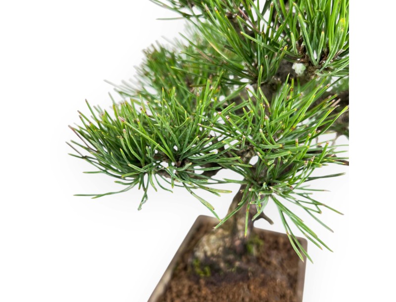Bonsai di Pinus thunbergii da 27 cm | Vaso rettangolare grès
