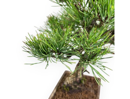 Pinus thunbergii bonsai 27 cm|Rechthoekige ongeglazuurde pot