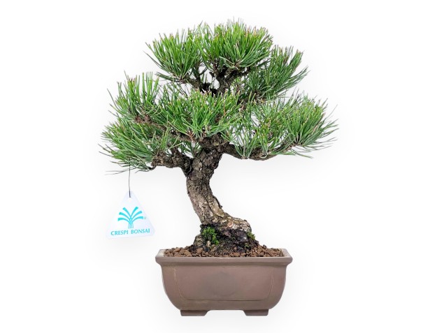 Pinus thunbergii bonsai 27 cm | Rectangular stoneware pot
