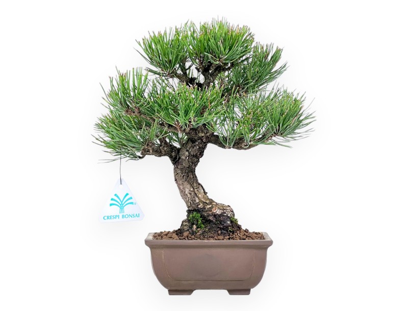Pinus thunbergii bonsai 27 cm | Rectangular stoneware pot