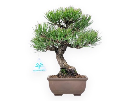 Bonsai di Pinus thunbergii da 27 cm | Vaso rettangolare grès