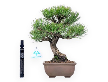 Pinus thunbergii bonsai 27 cm|Rechthoekige ongeglazuurde pot