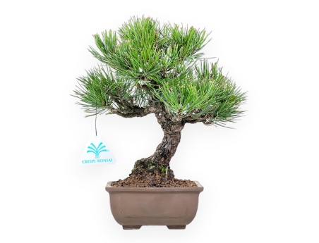 Pinus thunbergii bonsai 27 cm | Pot rectangulaire en grès