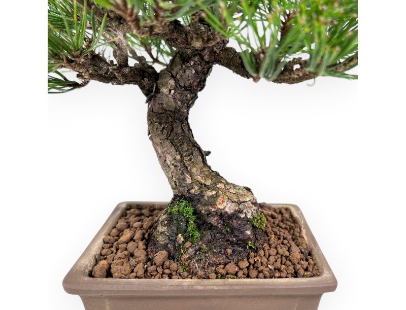 Pinus thunbergii bonsai 27 cm | Pot rectangulaire en grès