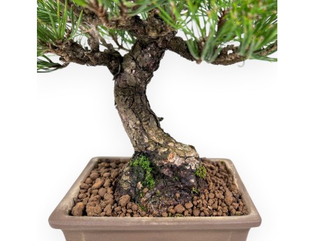 Pinus thunbergii Bonsai 27 cm | Rechteckiger Steingut Topf