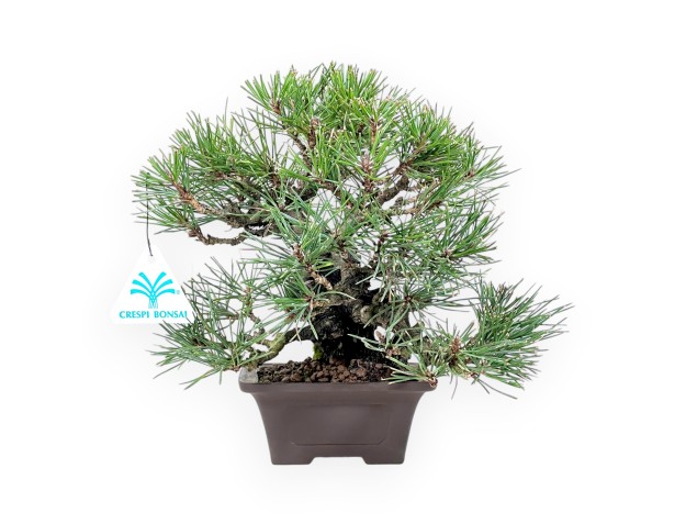 Pinus thunbergii bonsai 23 cm | Square stoneware pot