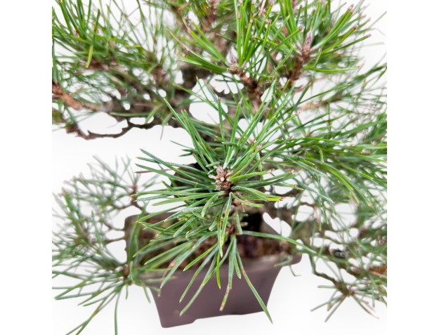 Pinus thunbergii bonsai 23 cm | Square stoneware pot 2