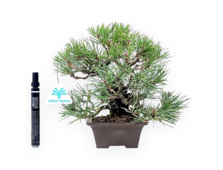 Pinus thunbergii Bonsai 23 cm | Quadratisch Steingut Topf