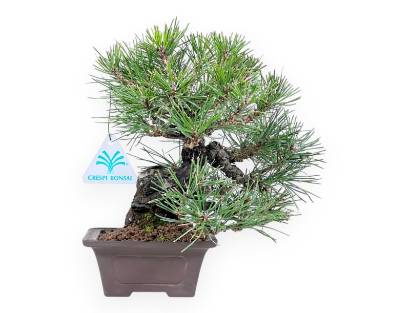 Pinus thunbergii bonsai 23 cm | Square stoneware pot