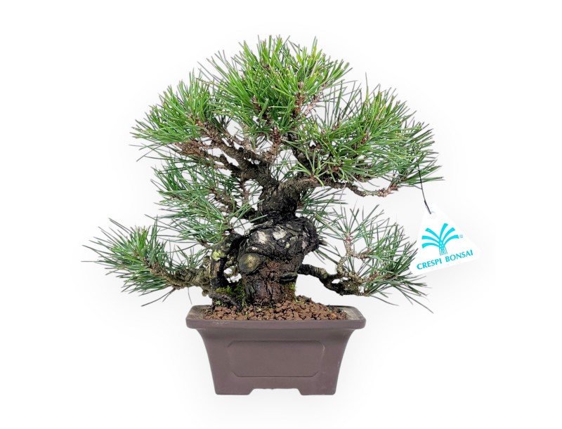 Pinus thunbergii bonsai 23 cm | Square stoneware pot
