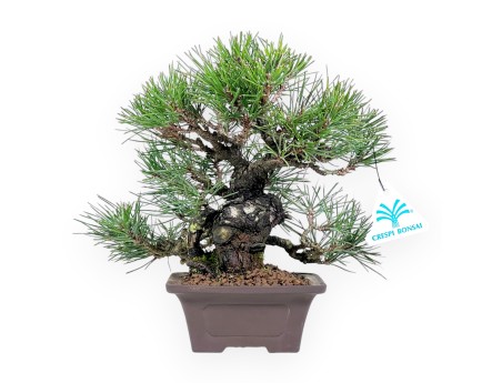 Pinus thunbergii bonsai 23 cm | Square stoneware pot