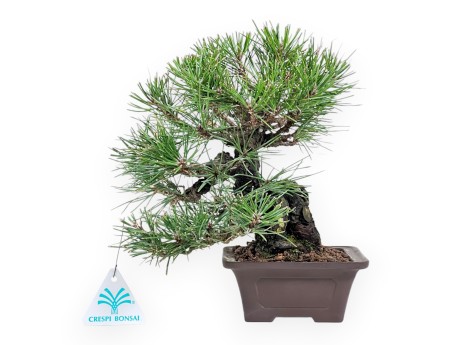 Pinus thunbergii bonsai 23 cm | Vierkant ongeglazuurde pot
