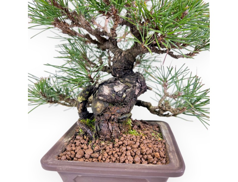 Pinus thunbergii bonsai 23 cm | Square stoneware pot