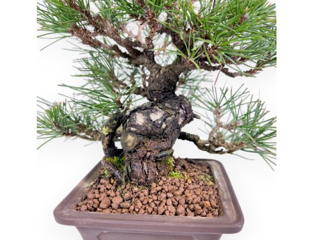 Pinus thunbergii bonsai 23 cm | Vierkant ongeglazuurde pot