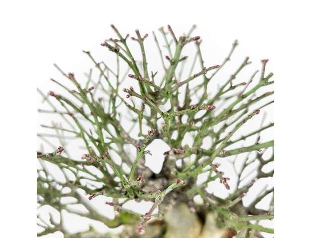 Euonymus alatus Bonsai von 25 cm | Creme rechteckiger Topf 2