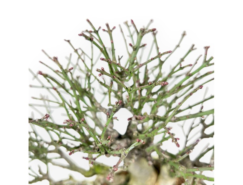 Euonymus alatus Bonsai von 25 cm | Creme rechteckiger Topf