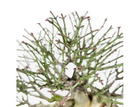 Euonymus alatus bonsai 25 cm | Crème rechthoekige pot