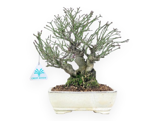 Euonymus alatus bonsai 25 cm | Cream rectangular pot
