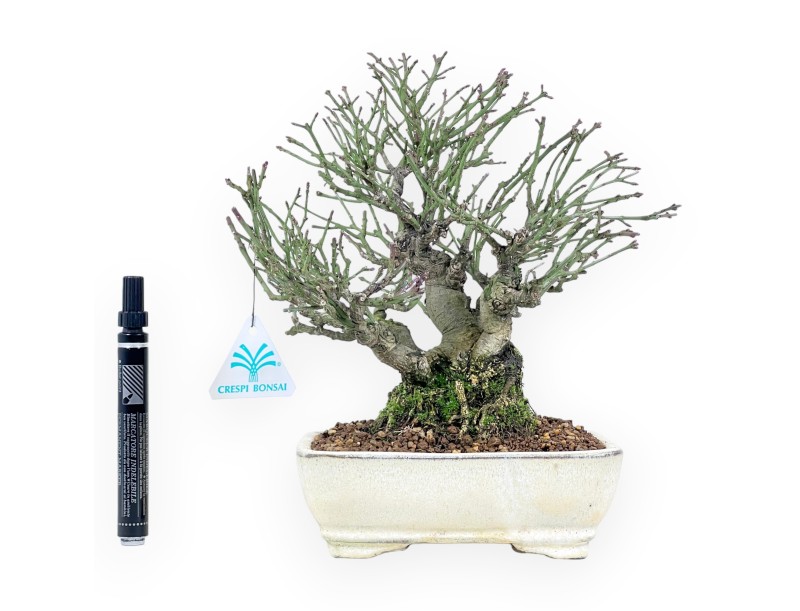 Euonymus alatus bonsai 25 cm | Cream rectangular pot