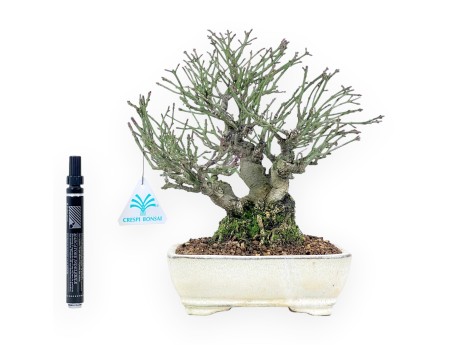 Bonsai di Euonymus alatus da 25 cm | Vaso rettangolare crema