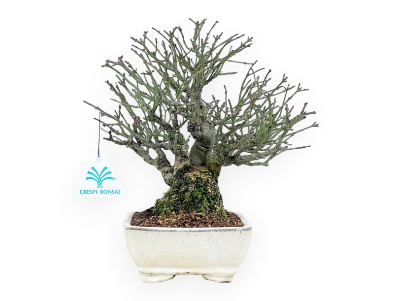 Euonymus alatus bonsai 25 cm | Cream rectangular pot