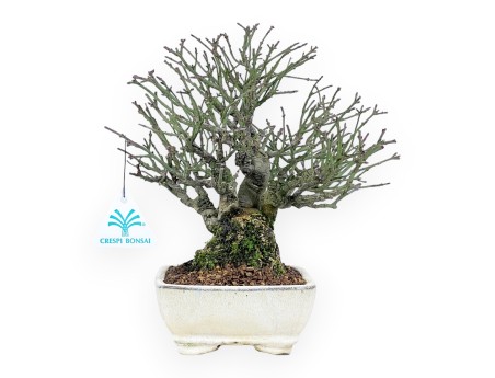 Euonymus alatus Bonsai von 25 cm | Creme rechteckiger Topf