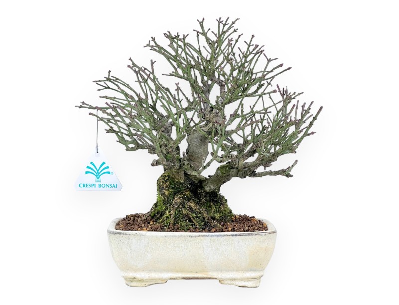 Euonymus alatus bonsaï de 25 cm | Pot rectangulaire crème