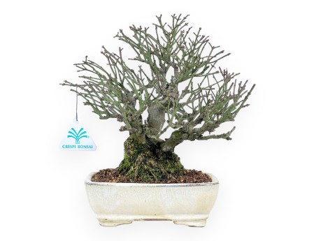 Euonymus alatus bonsai 25 cm | Cream rectangular pot
