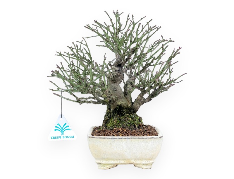 Euonymus alatus bonsai 25 cm | Cream rectangular pot