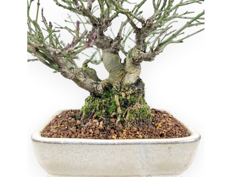 Euonymus alatus bonsai 25 cm | Crème rechthoekige pot