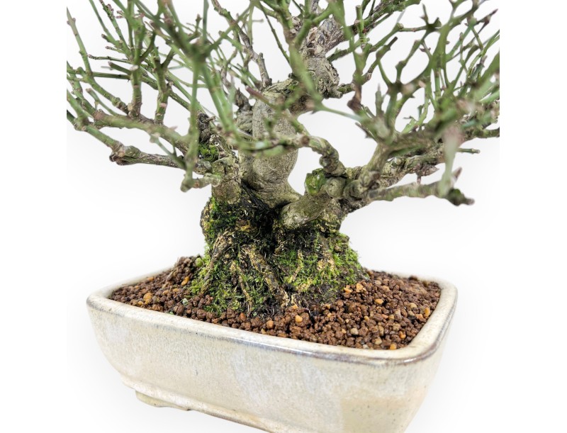 Bonsai di Euonymus alatus da 25 cm | Vaso rettangolare crema