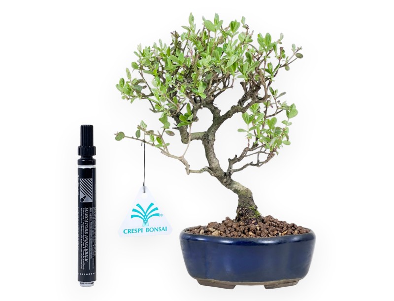 Ligustrum ibota Bonsai von 22 cm | Blau Wolke Topf
