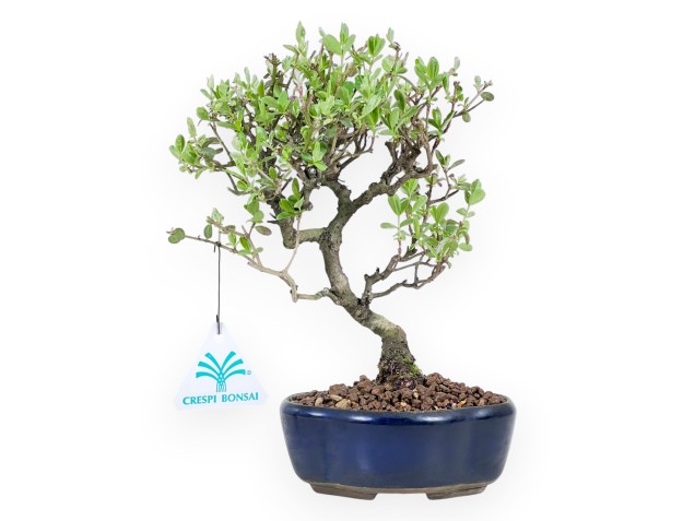 Ligustrum ibota bonsai van 22 cm | Blauw wolk pot