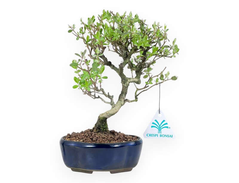 Ligustrum ibota bonsai 22 cm | Blue cloud pot