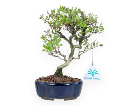 Ligustrum ibota Bonsai von 22 cm | Blau Wolke Topf