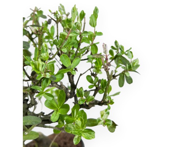 Bonsai di Ligustrum ibota da 22 cm | Vaso a nuvola blu 2