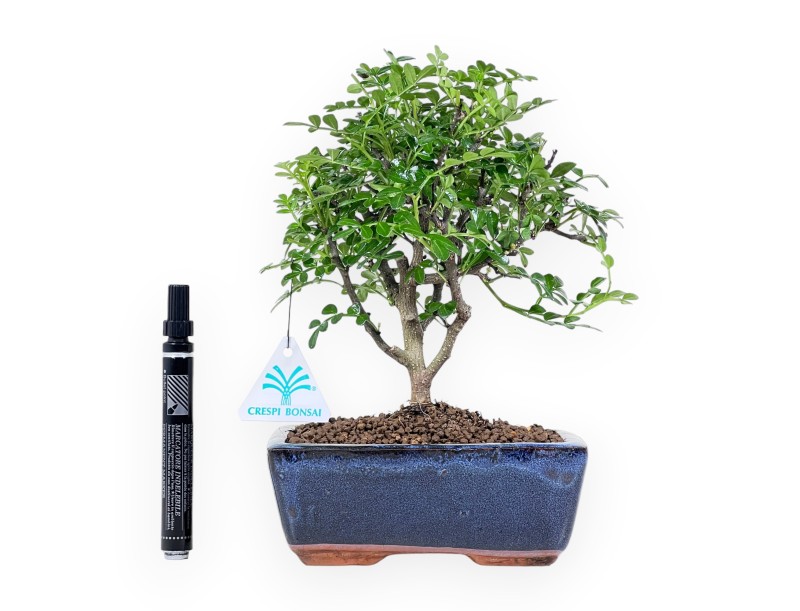 Peperboombonsai van 26 cm | Blauwe rechthoekige pot