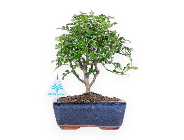 Bonsái de árbol de pimienta de 26 cm | Maceta rectangular azul