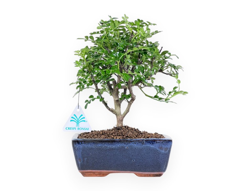 26 cm pepper tree bonsai | Blue rectangular pot