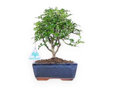 Bonsai di albero del pepe da 24 cm | Vaso rettangolare blu