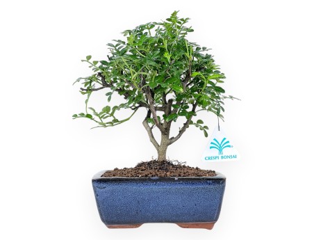 Bonsai di albero del pepe da 24 cm | Vaso rettangolare blu