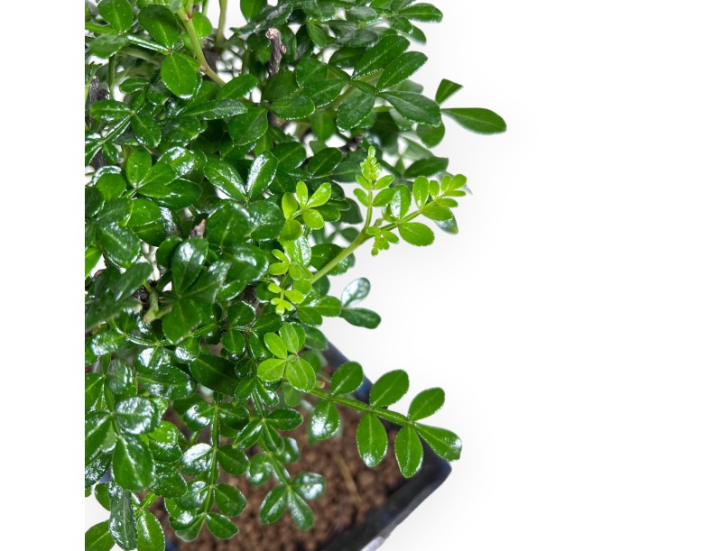 Peperboombonsai van 26 cm | Blauwe rechthoekige pot