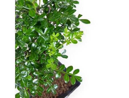 Peperboombonsai van 26 cm | Blauwe rechthoekige pot