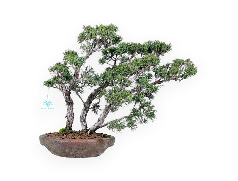 Bonsai di ginepro da 36 cm | Vaso tondo grès
