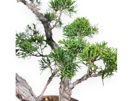 Juniper bonsai 36 cm | Round stoneware pot
