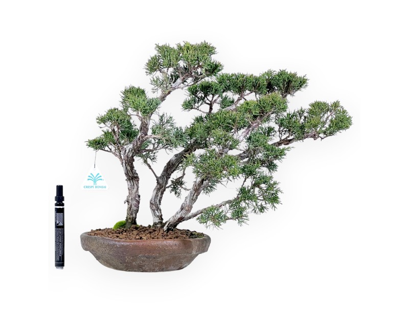 Wacholder Bonsai 36 cm | Rund Steingut Topf
