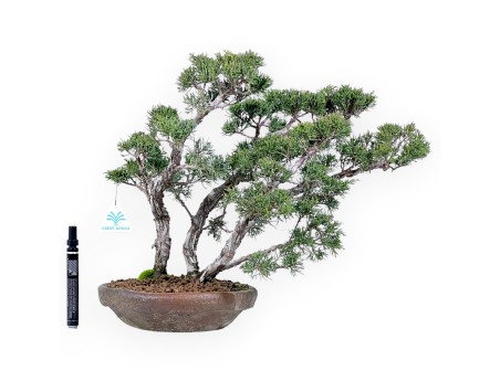 Enebro bonsái 36 cm | Maceta redondo de gres